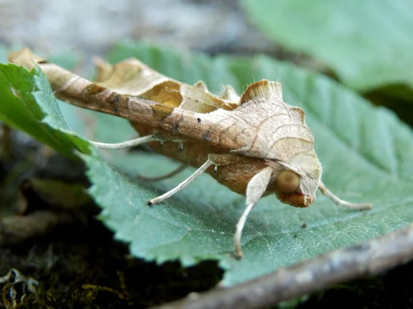 Vinkel nyanser moth — Stockfoto