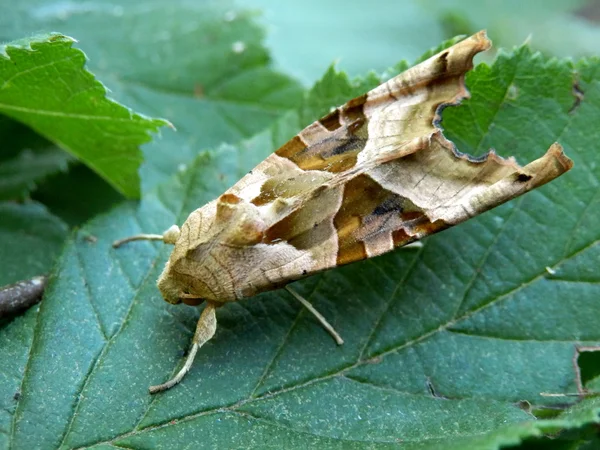 Vinkel nyanser moth — Stockfoto