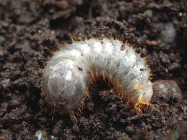 Chafer Larva (Phyllophaga) clipart