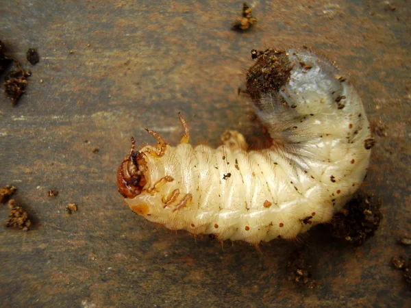 Chafer Larva (Phyllophaga) — Stok fotoğraf