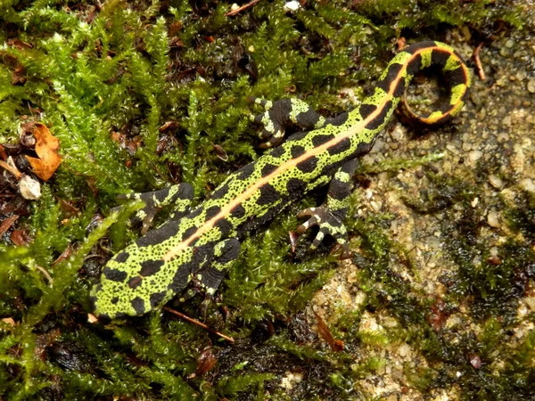 Jonge Gemarmerde newtfire salamander — Stockfoto