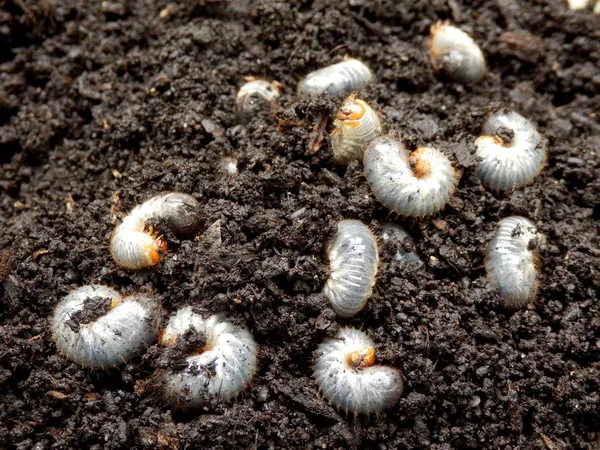 Chafer Larva (filófaga ) Fotos de stock libres de derechos