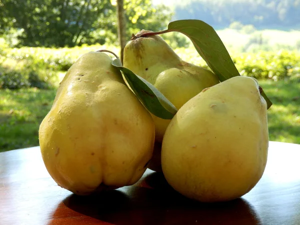 Quince — Stock Photo, Image