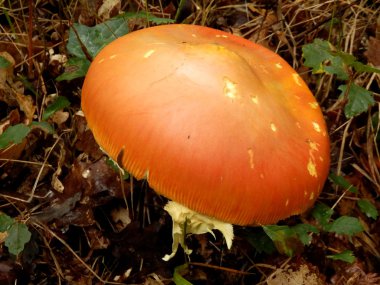 Amanita caesarea mantar