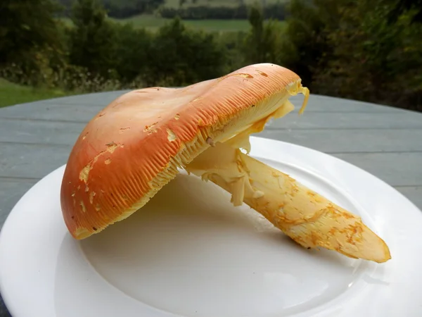 Amanita caesarea gomba — Stock Fotó