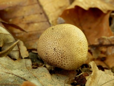 Skleroderma areolatum