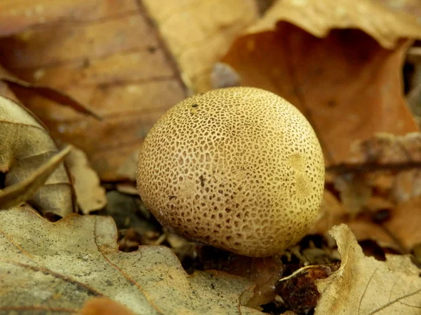 Esclerodermia areolatum — Foto de Stock