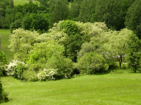 Trees in Springtime — Stock Photo, Image