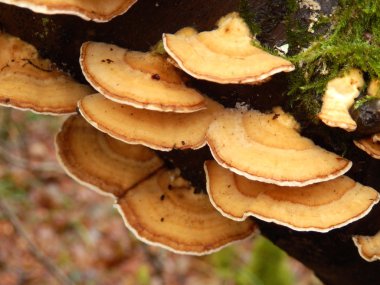 Stereum Hirsutum