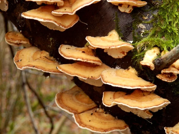 Stereum wilgenroosje — Stockfoto