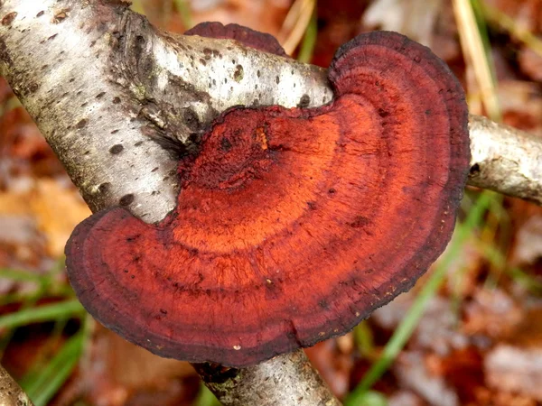 Bříza mazegill houba — Stock fotografie