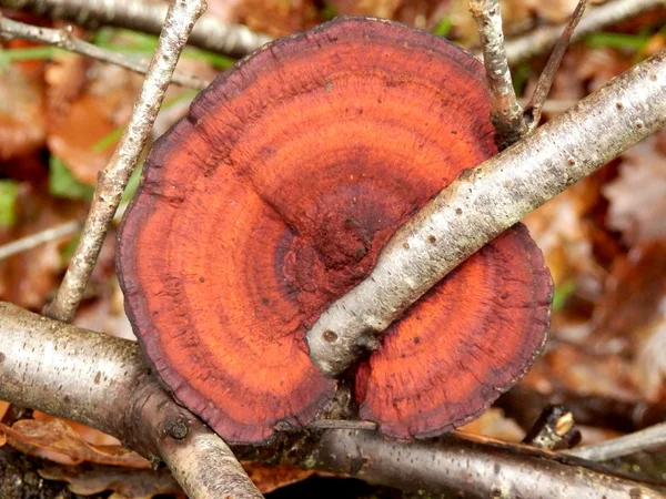 Birkenmazegillapilz — Stockfoto