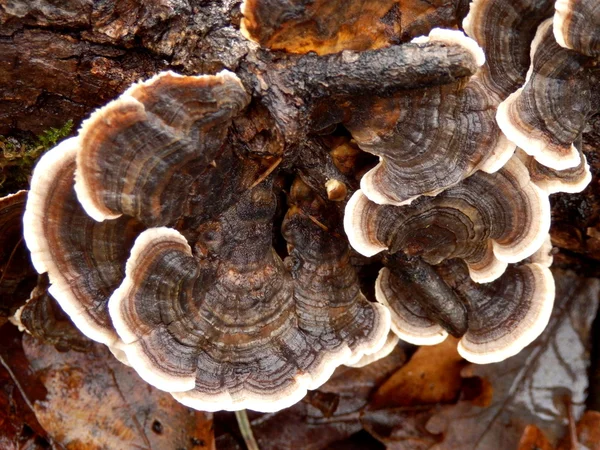 Trametes versicolor — Stock fotografie