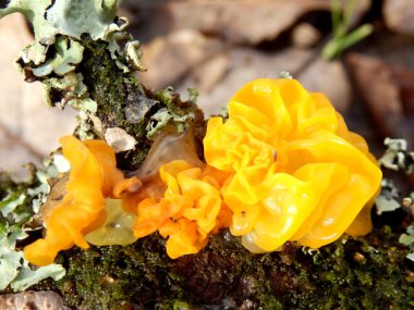 Fungi Tremella Mesenterica clipart