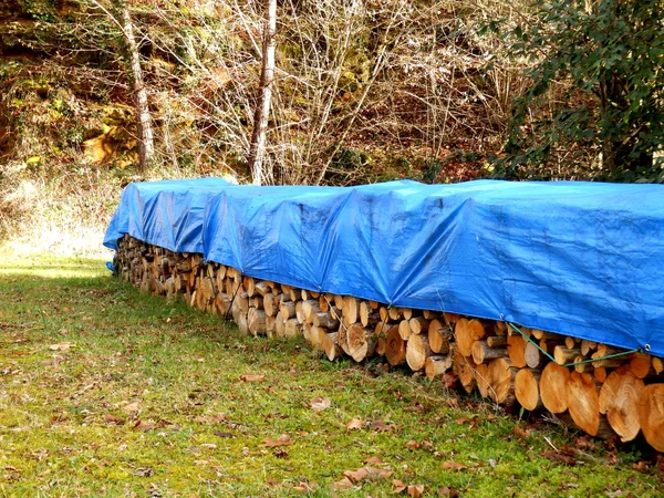 Pilha de toras no bosque — Fotografia de Stock