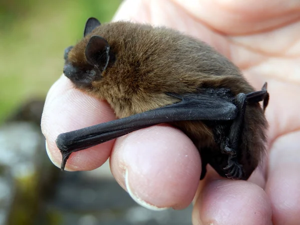 Pipistrelle yarasa — Stok fotoğraf