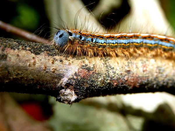 Lackey Moth Caterpillar — Stockfoto