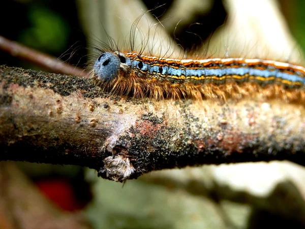 Nachtfalter-Raupe — Stockfoto