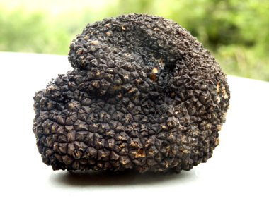 Perigord Truffle