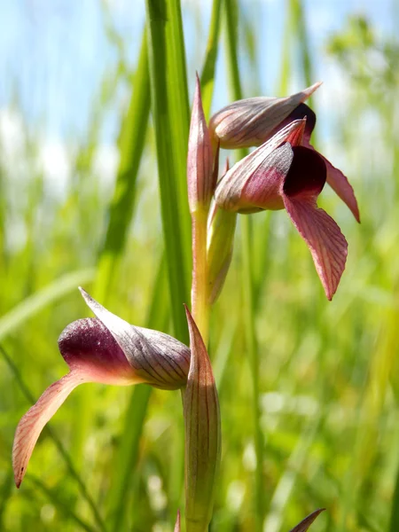 Orquídea de língua no prado — Fotografia de Stock