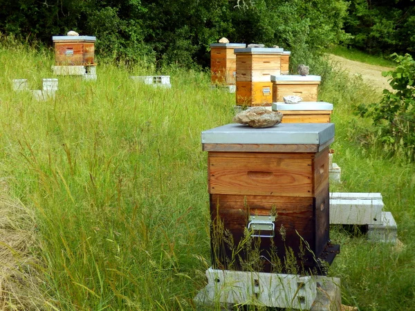 Včelí úly — Stock fotografie