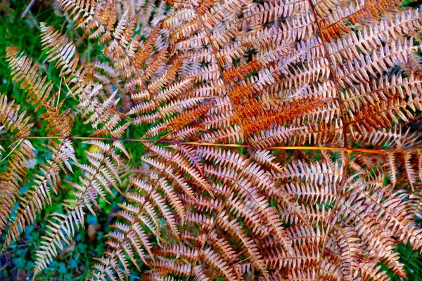 Zbliżenie Leśnej Paproci Zmieniającej Się Jesienne Kolory — Zdjęcie stockowe