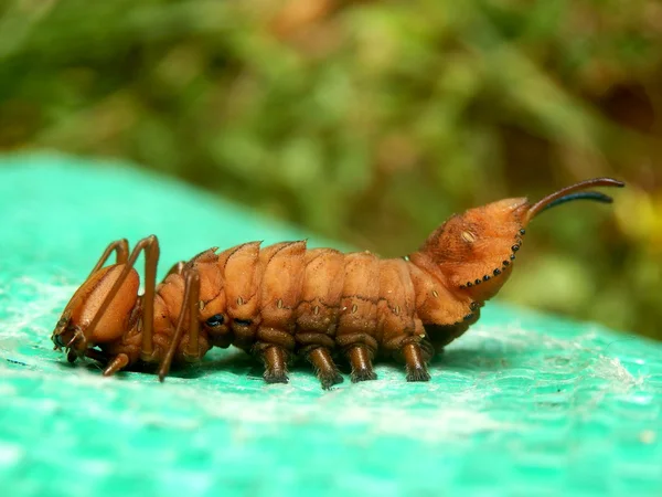 Kreeft nachtvlinder caterpillar — Stockfoto