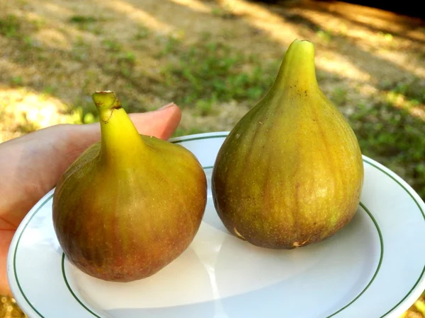 Figues géantes — Photo