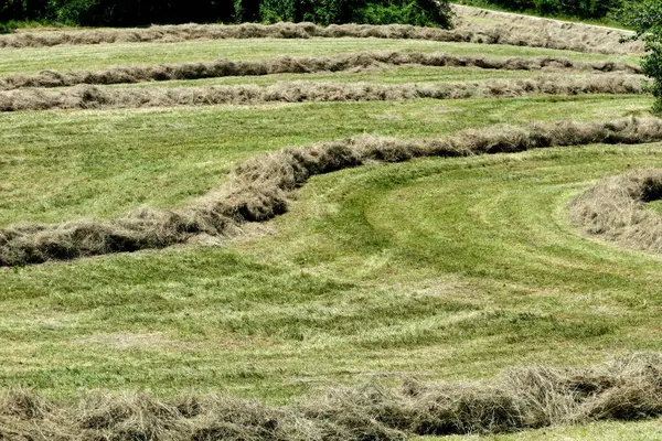 ドードーニュ地方の干し草の行は ベーラーの準備ができて収集しました — ストック写真