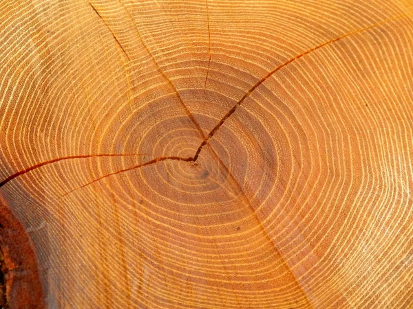 Primer Plano Una Sección Transversal Una Acacia Mostrando Anillos Grietas —  Fotos de Stock