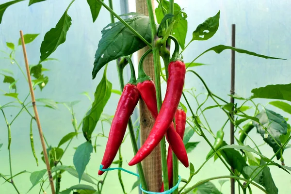Red Paprika Growing Polytunne — Stock Photo, Image