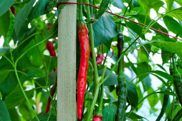Czerwony Pierścień Ognistych Chili Rosnących Poliytunnie — Zdjęcie stockowe