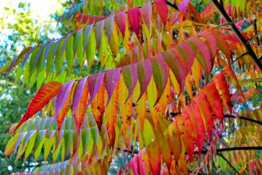 Güz mevsiminde bir staghorn sumac ağacının (Rhus typhina) değişen renklerinin canlı bir görüntüsü