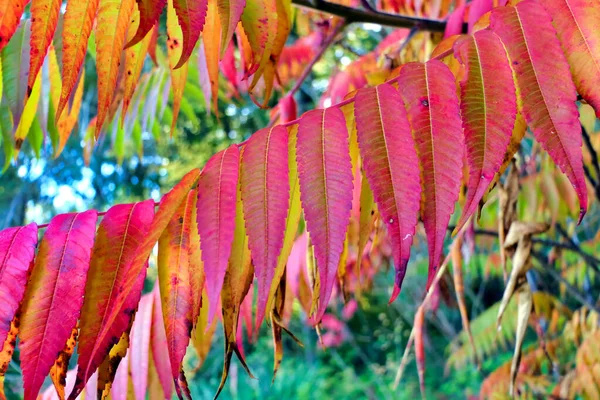 Żywy Pokaz Zmieniających Się Kolorów Staghorn Sumac Drzewa Rhus Typhina — Zdjęcie stockowe
