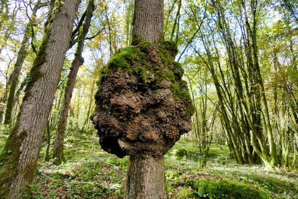 Obrovské Doupě Pokřivující Kmen Dubu Vysoce Seřazeno Podle Dřevorubců — Stock fotografie