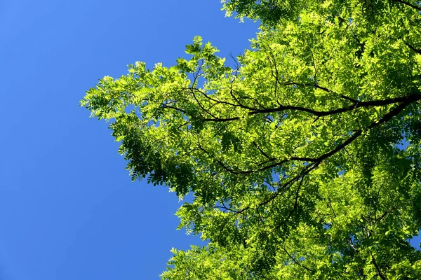Blätter Von Akazienbäumen Leuchten Sonnenlicht Vor Einem Schönen Blauen Himmel — Stockfoto