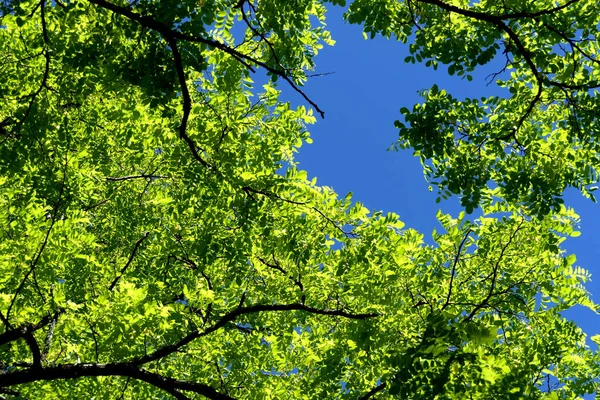 Akazienbaumblätter Die Sonnenlicht Leuchten Vor Einem Schönen Blauen Himmelhintergrund — Stockfoto