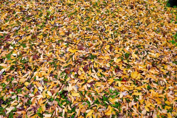 Красочный Осенний Ковер Опавших Золотых Листьев Акация После Осадков — стоковое фото