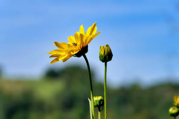 黄色のデイジーの頭の近くに ヘレニウムとも呼ばれ 青い空に対して開花に破裂 — ストック写真