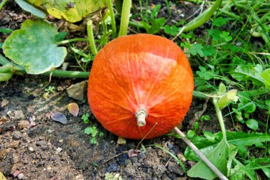 Kırmızı bir kabak yakın plan Uchi Kuri