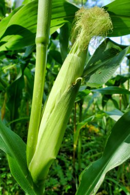 Altın rengi ipek bir mısırın kulağını kapat