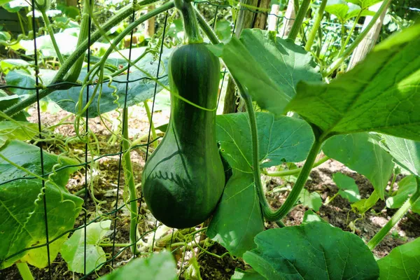 Primer Plano Una Calabaza Rayada Verde Madura Creciendo Compost Hea —  Fotos de Stock