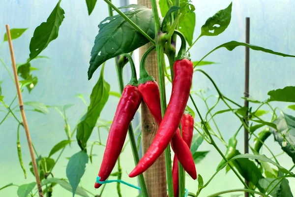 Red Paprika Growing Polytunnel — Stock Photo, Image