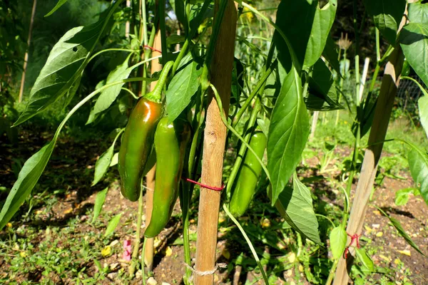 Friggittello Peppers Mulai Berubah Dari Hijau Merah — Stok Foto