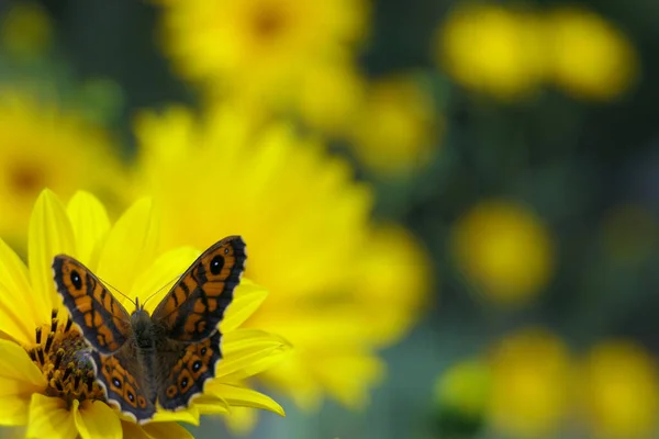 Nahaufnahme Des Kopfes Eines Gelben Gänseblümchens Auch Als Helenium Bekannt — Stockfoto