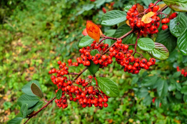 Lacteus Irga Parney Cotoneaster Obwieszone Klastrami Żywe Czerwone Jagody — Zdjęcie stockowe