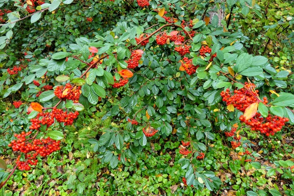 Cotoneaster Lacteus Parney Cotoneaster Festooned Clusters Vibrant Red Berries — Stock Photo, Image