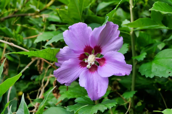 ピンクのハイビスカスの花を完全に発達した雌しべで閉じます — ストック写真