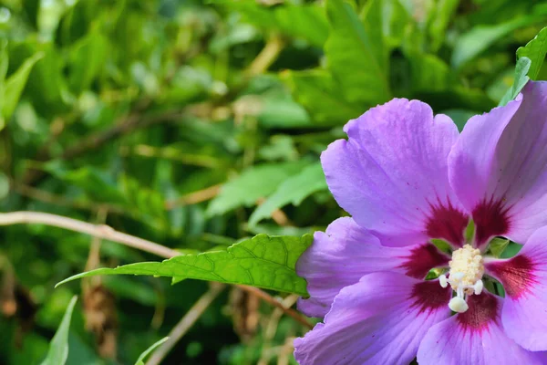 Close Uma Flor Hibisco Rosa Com Pistilo Totalmente Desenvolvido — Fotografia de Stock