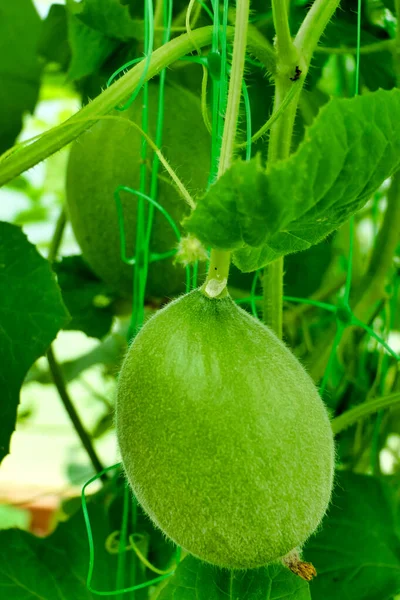 Melons Variety Arava Being Grown Vertically Poly Tunnel — Stock Photo, Image